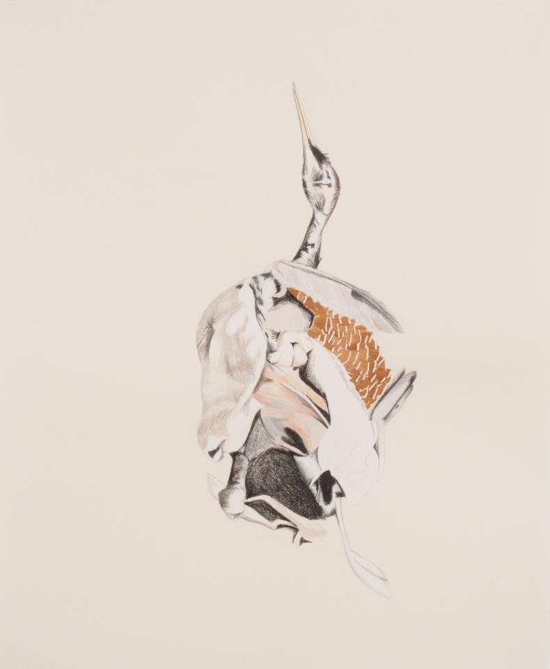 Dead Bird Study #1